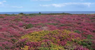 Heathland Suffolk SEO